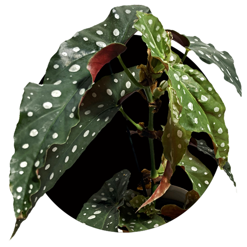 Begonia maculata polka dot Rooty Plant Hub