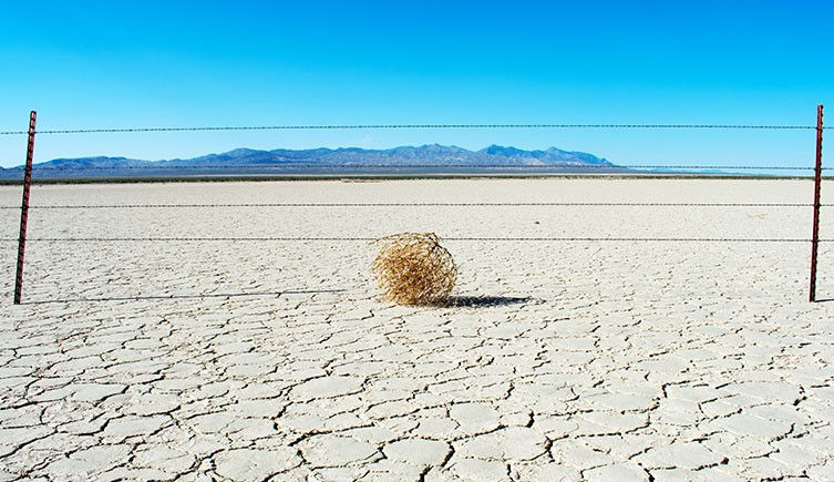 A picture of tumbleweed, portraying the lack of activity here recently.