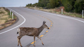 A mule deer crossing a roadway in the mountains.