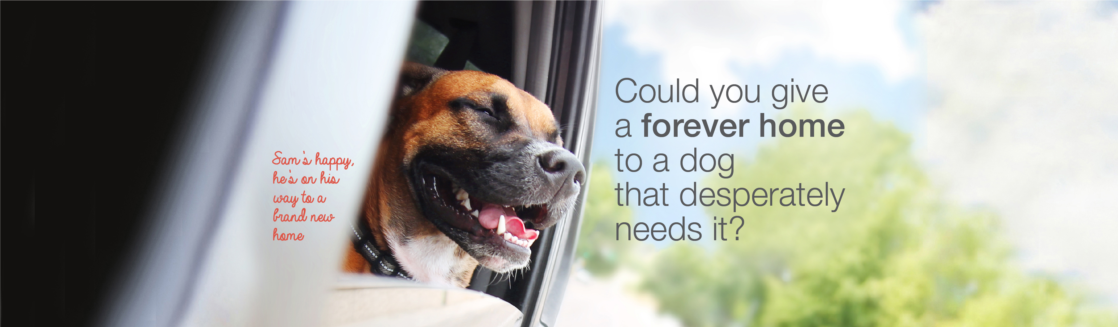 Good Life Dog Rescue Yorkshire Adoption Centre