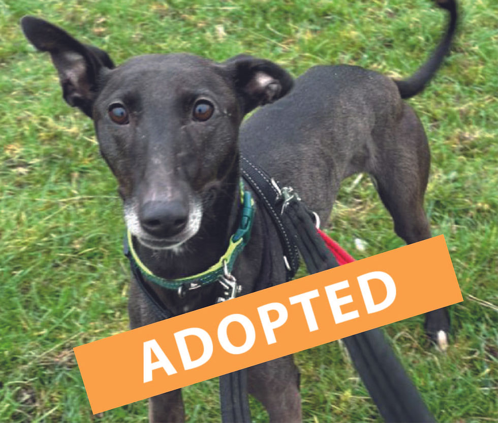 PEGGY SUE - NOW ADOPTED