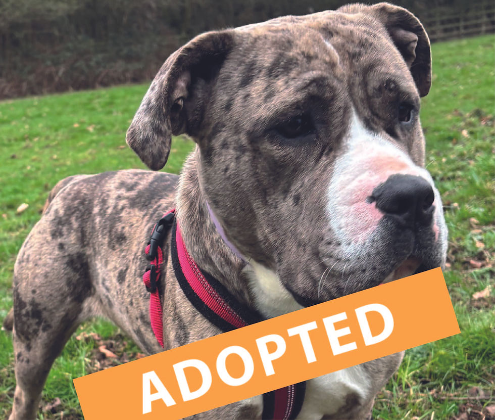 PURDY - NOW ADOPTED