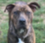 WELCOME MAPLE - SAD STAFFY CROSS