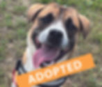 WILLOW - NOW ADOPTED