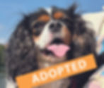 LIBBY - NOW ADOPTED