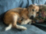 ROLO AND ISLA NEED A HOME