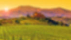 vineyard-in-tuscany-deimagine.jpg