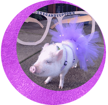 Gumdrop the pig