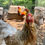Thumbnail: Blue Partridge Brahma Hatching Eggs