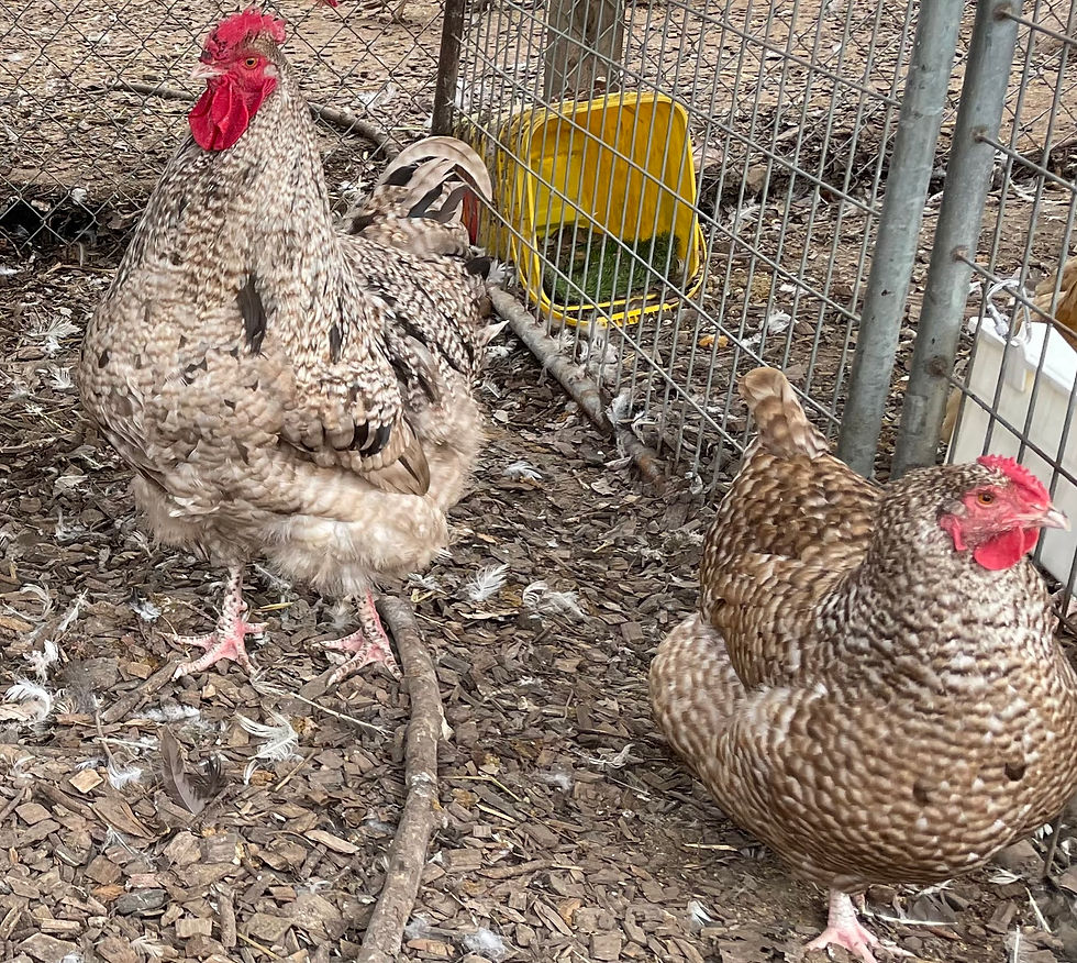 Thumbnail: Chocolate Cuckoo Orpington