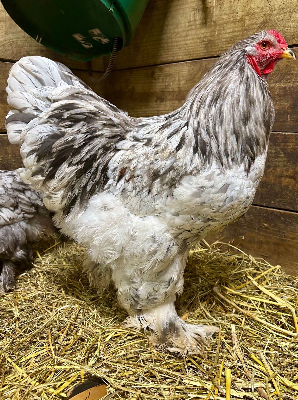 Thumbnail: Blue Black Splash Brahma