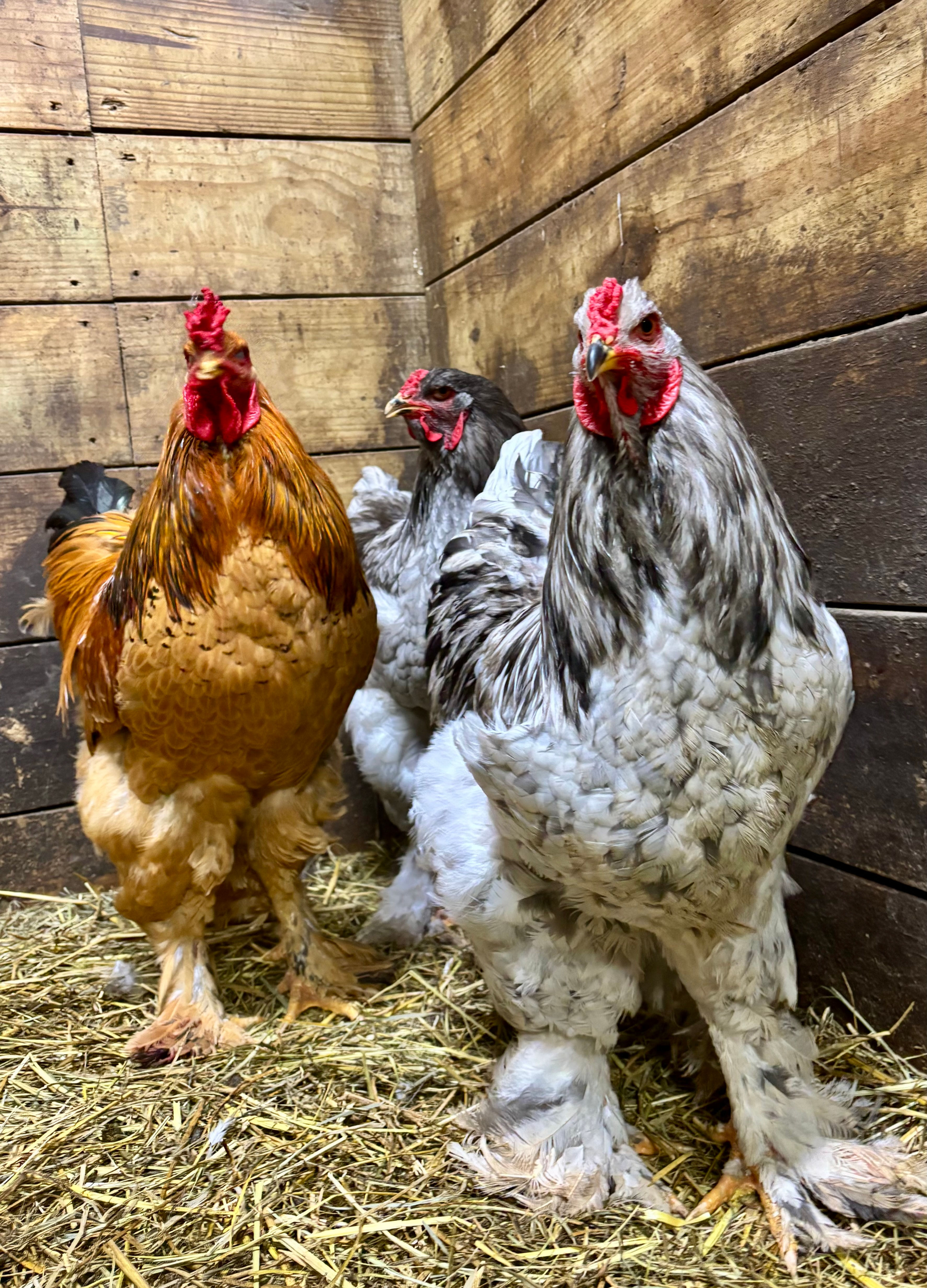 Assorted Brahma Dozen