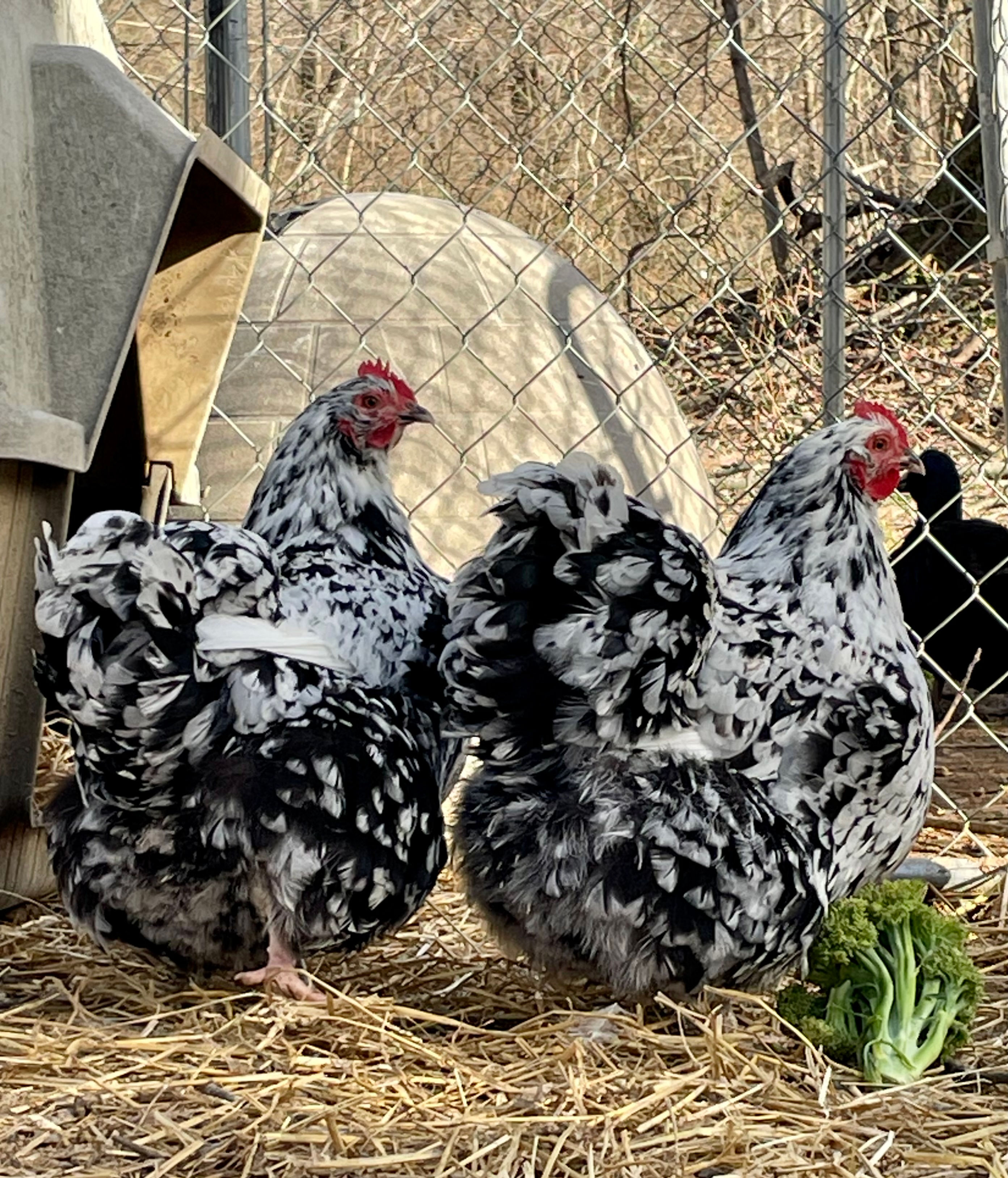 Black Mottled Orpington