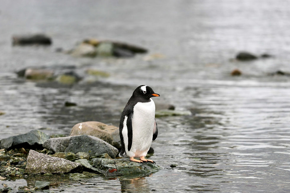 A Pecking Order Problem: Pudgy Penguins Faces Penguin Trademark Lawsuit