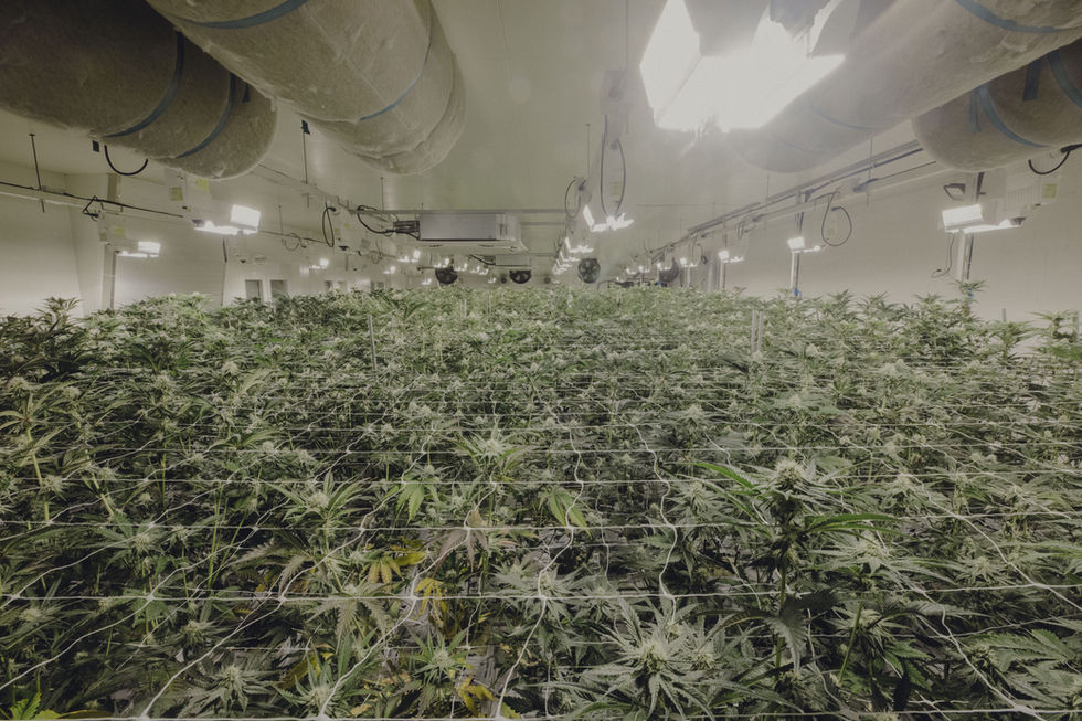 Medical Cannabis Zurich Photography