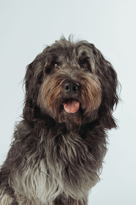 Dog Photography Rapperswil, Fineart Style