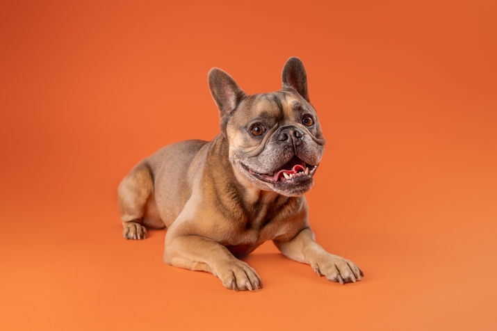 Hundefotografie Zürich, French Bulldog im Fineart Stil