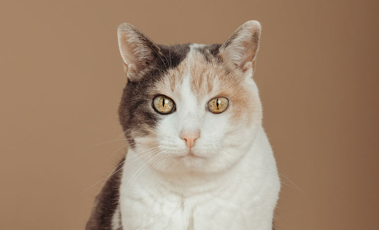 Katzenfotografie Schweiz, Europäische Hauskatze im Fineart Stil