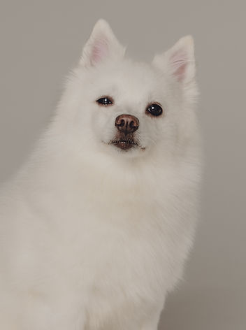 Portrait von einem Spitz, Wiauportrait, Hundefotografie Schweiz, Zurich