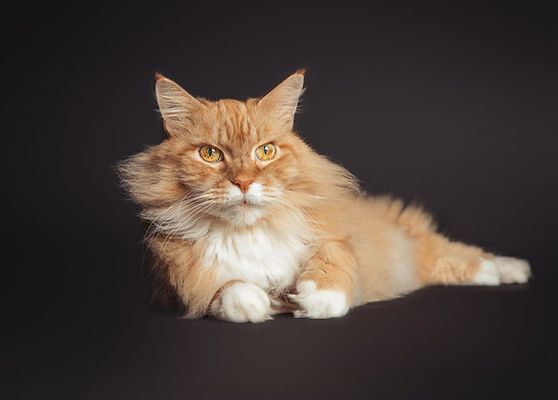 Alter Maine Coon Kater, Katzenfotografie Schweiz Zug