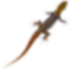 EYESPOT.png
