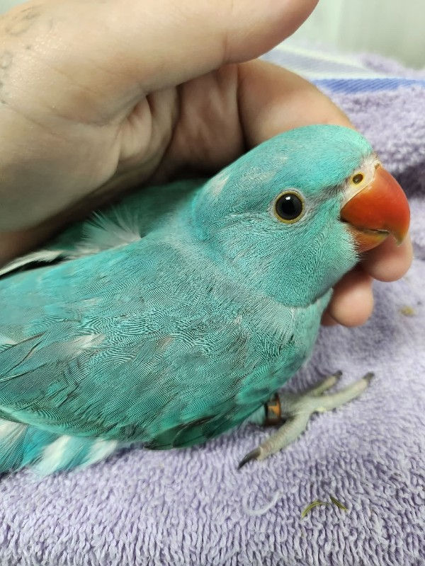 Thumbnail: Blue Indian Ringneck Parakeet