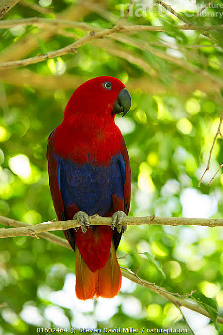 Thumbnail: Red Sided Eclectus