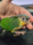 Thumbnail: Yellow Sided - Green Cheek Conure