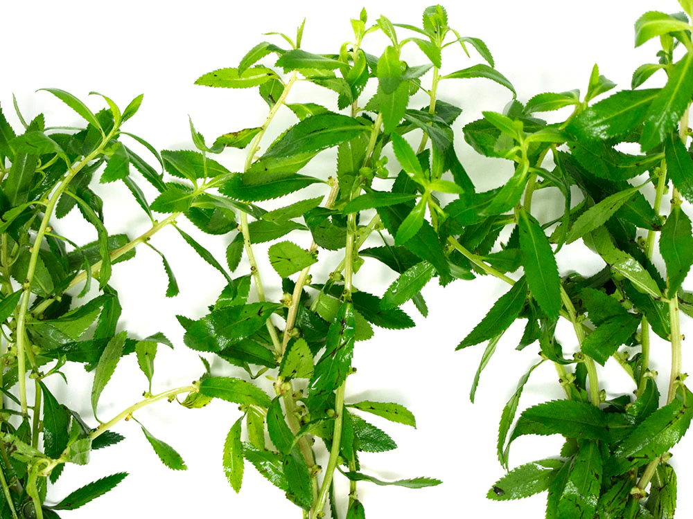 Mermaid  ; Proserpinaca sp