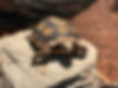 Red Foot Tortoise