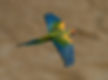Red Fronted Macaw