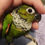Thumbnail: SPOTLIGHT BIRDS