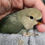Thumbnail: Peach Face Lovebird