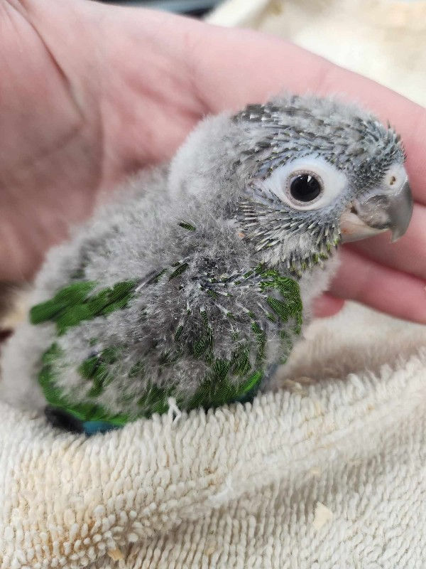 Thumbnail: SPOTLIGHT BIRDS
