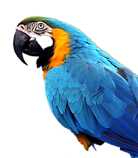 blue parrot_edited.png