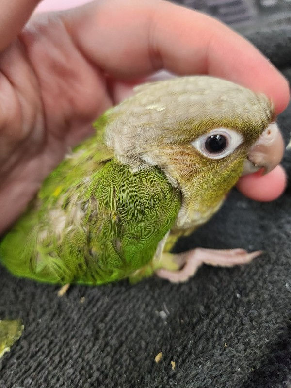 Thumbnail: Cinnamon - Green Cheek Conure