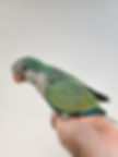 Thumbnail: Special Color Quaker Parrots