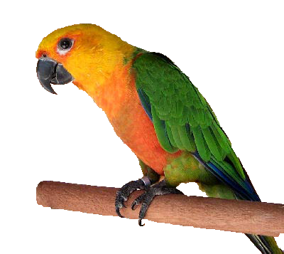 Jenday Conure Parrots
