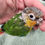 Thumbnail: Yellow Sided - Green Cheek Conure