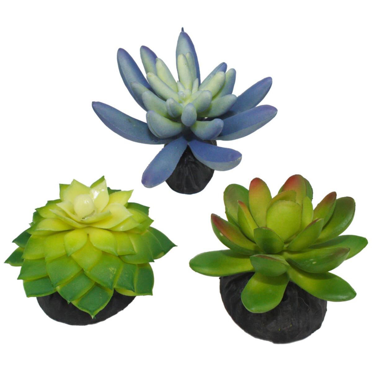 Komodo Desert Succulent Plant - Blue & Green 1ea/3 pk
