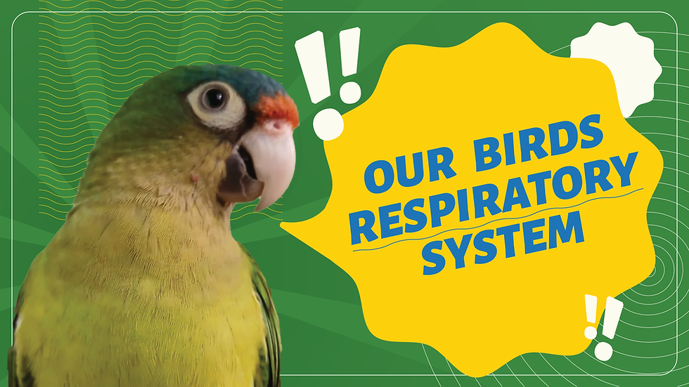 Our Birds Respiratory System