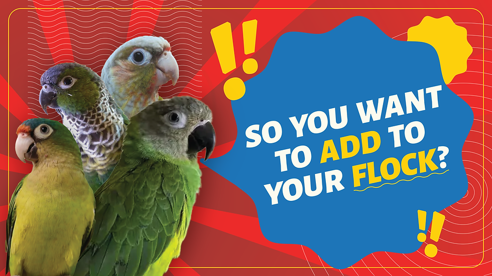 Written by Sal Salafia, Certified Avian Specialist, Founder of Exotic Pet bird