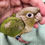 Thumbnail: Cinnamon - Green Cheek Conure