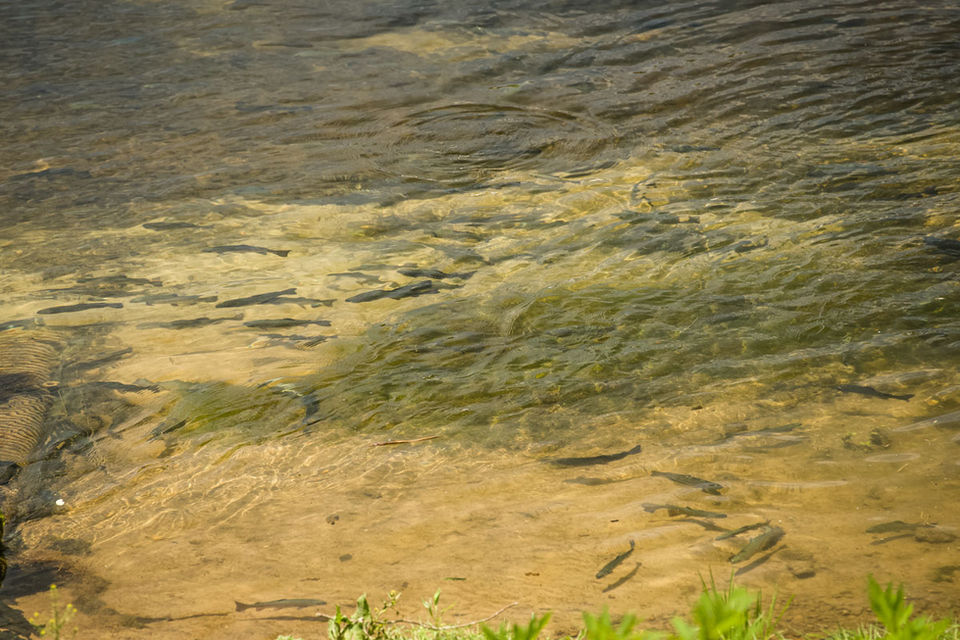 Fish in White River WRTC