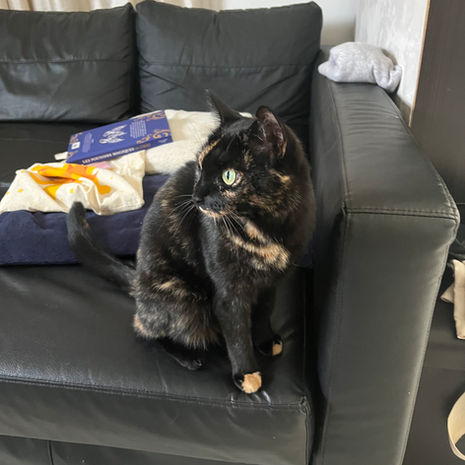 Chat, écaille de tortue, visite, petsitting, Correnc