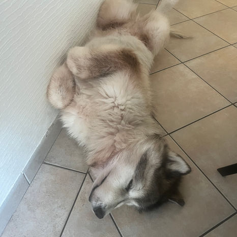 Chien, malmut d'alaska, garde au domicile, petsitting, chien âgé, Meylan