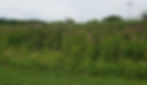 Adjacent Wetlands