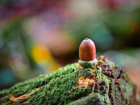 GROWnings: The Magic of the Mighty Oak