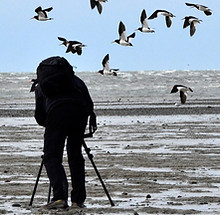 birdwatching_03.jpg