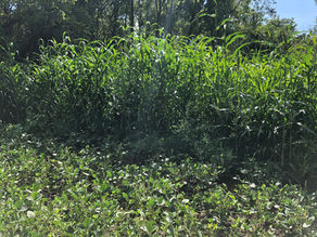 Food Plot Architecture